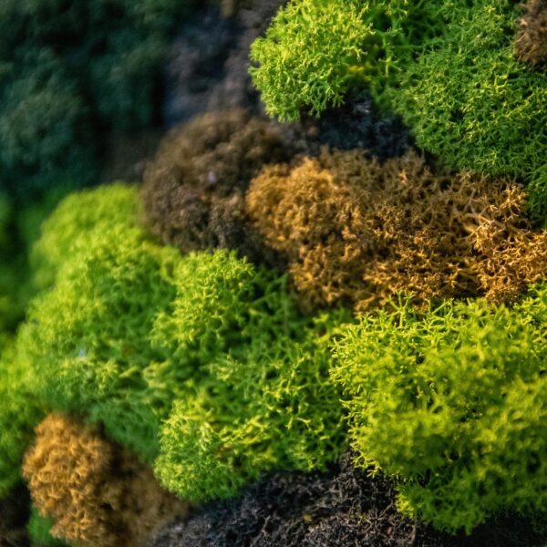 Ecosh Eesti kontor. Põdrasamblikust müra summutav sein led valgusega logoga. Forgreenerlife.com