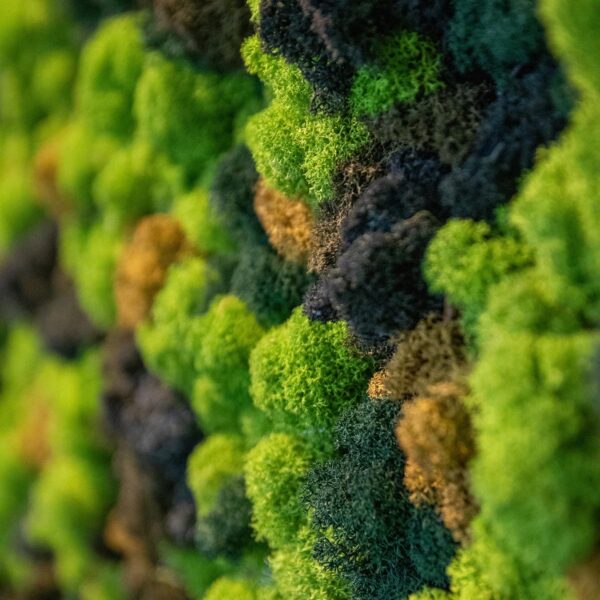 Ecosh Eesti kontor. Põdrasamblikust müra summutav sein led valgusega logoga. Forgreenerlife.com