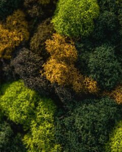 Ecosh Eesti kontor. Põdrasamblikust müra summutav sein led valgusega logoga. Forgreenerlife.com