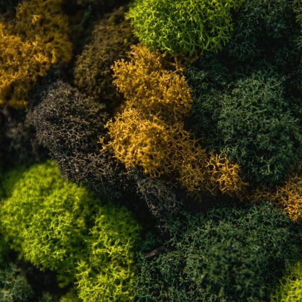 Ecosh Eesti kontor. Põdrasamblikust müra summutav sein led valgusega logoga. Forgreenerlife.com