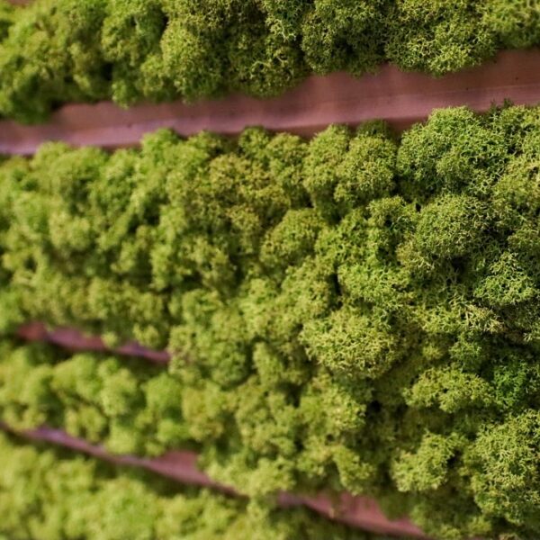 Põdrasamblikust paneel koos Thermory Vire lauaga. Forgreenerlife.com