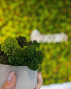 Ecosh Eesti kontor. Põdrasamblikust müra summutav sein led valgusega logoga. Forgreenerlife.com