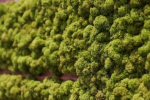 Põdrasamblikust paneel koos Thermory Vire lauaga. Forgreenerlife.com