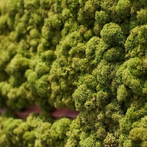 Põdrasamblikust paneel koos Thermory Vire lauaga. Forgreenerlife.com