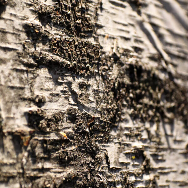 Puukoore paneelid Forgreenerlife.com kasetohupaneelid