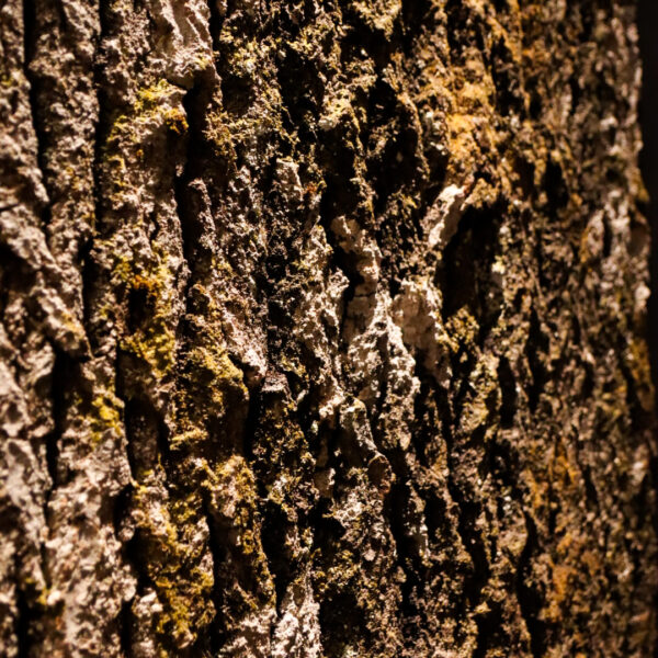 Puukoore paneelid Forgreenerlife.com lepapuu koorest paneelid. Thermory kontor