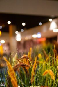 Elamus Spa rohelus. Kunsttaimed Forgreenerlife.com