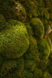 Elamus Spa rohelus. Kunsttaimed Forgreenerlife.com