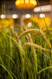 Elamus Spa rohelus. Kunsttaimed Forgreenerlife.com