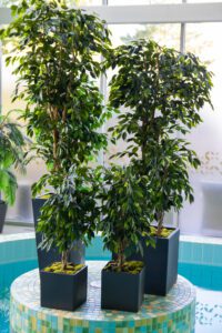 Elamus Spa rohelus. Kunsttaimed Forgreenerlife.com