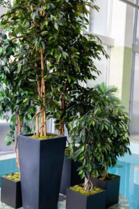 Elamus Spa rohelus. Kunsttaimed Forgreenerlife.com