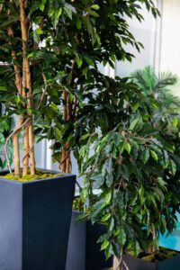 Elamus Spa rohelus. Kunsttaimed Forgreenerlife.com