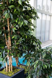 Elamus Spa rohelus. Kunsttaimed Forgreenerlife.com