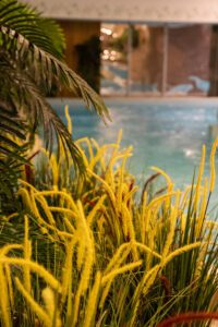 Elamus Spa rohelus. Kunsttaimed Forgreenerlife.com