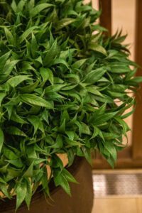 Elamus Spa rohelus. Kunsttaimed Forgreenerlife.com