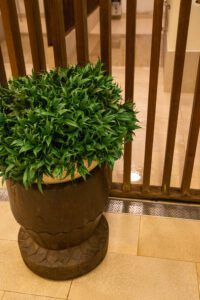 Elamus Spa rohelus. Kunsttaimed Forgreenerlife.com