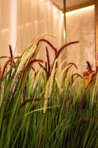 Elamus Spa rohelus. Kunsttaimed Forgreenerlife.com