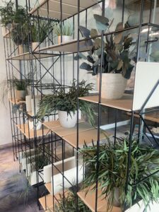 Säilitatud taimed riiulisse. Forgreenerlife.com taimed kontorisse.