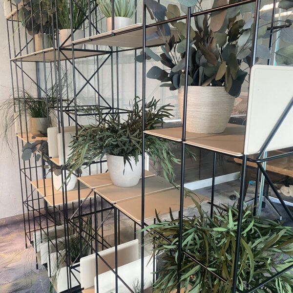 Säilitatud taimed riiulisse. Forgreenerlife.com taimed kontorisse.