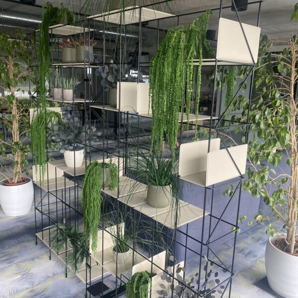 Säilitatud taimed riiulisse. Forgreenerlife.com taimed kontorisse.