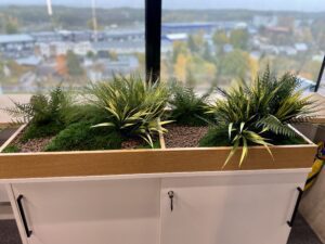 Taimekast säilitatud ja kunsttaimedest kontorisse Forgreenerlife.com