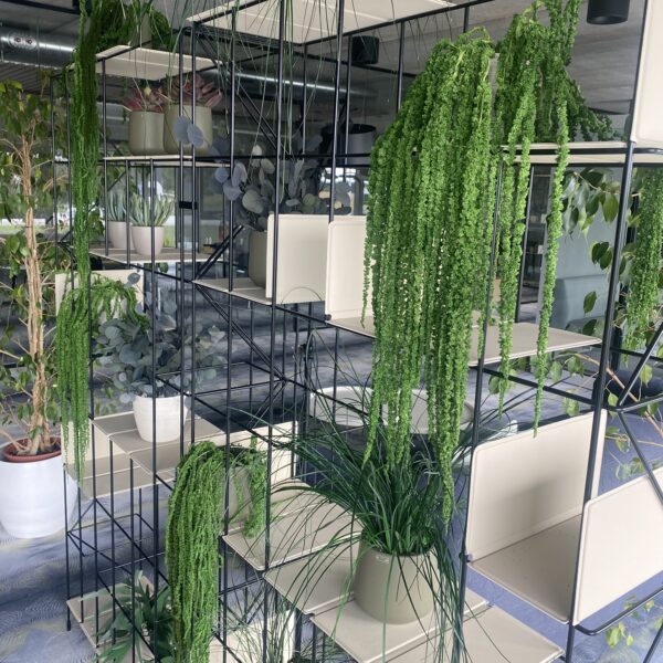 Säilitatud taimed riiulisse. Forgreenerlife.com taimed kontorisse.