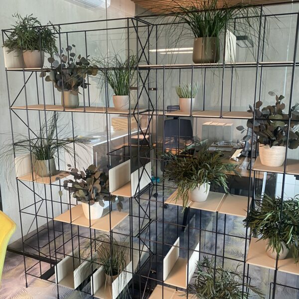 Säilitatud taimed riiulisse. Forgreenerlife.com taimed kontorisse.