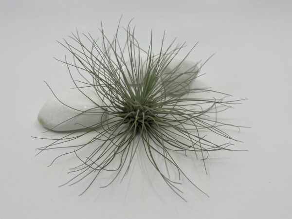 Tillandsia  e. õhulill Fuchsii  f. gracilis