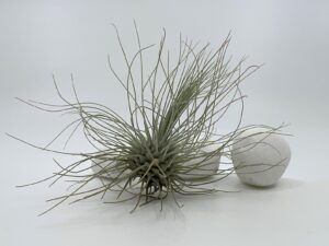 Õhulill fuchsii gracilis