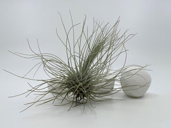 Tillandsia  e. õhulill Fuchsii  f. gracilis