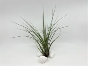Tillandsia_õhulill_tricolor