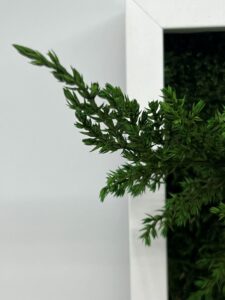 Säilitatud taimed_kadakas_juniperus