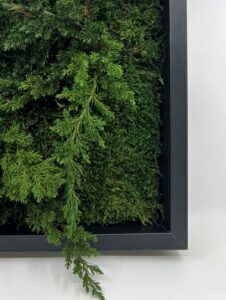 Säilitatud taimed_kadakas_juniperus