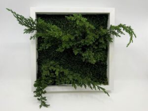 Säilitatud taimed_kadakas_juniperus