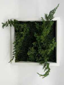 Säilitatud taimed_kadakas_juniperus