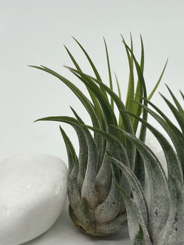 Tillandsia e. õhulill scaposa