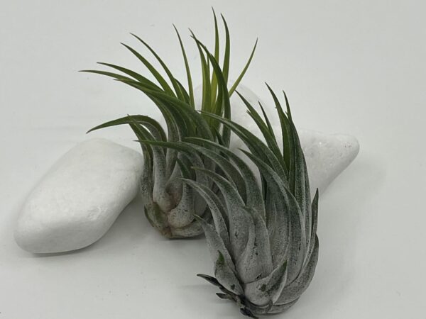 Tillandsia e. õhulill scaposa