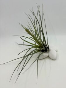 Tillandsia_õhulill_tricolor