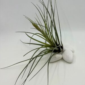 Tillandsia_õhulill_tricolor