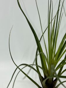 Tillandsia_õhulill_tricolor