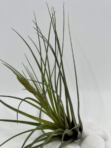 Tillandsia_õhulill_tricolor
