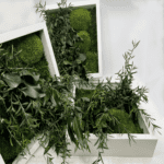 säilitatud taimedest pilt 27×27 cm lepto longifolia (4) (1)