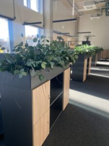 Taimekastid hooldusvabadest säilitatud taimedest