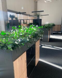 Taimekastid hooldusvabadest säilitatud taimedest