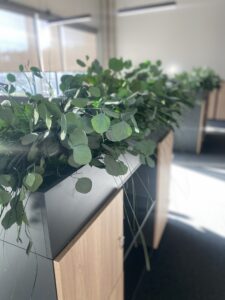 Taimekastid hooldusvabadest säilitatud taimedest