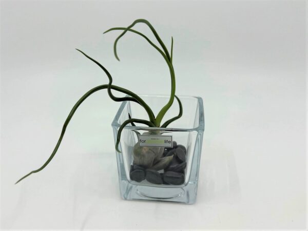 Bulbosa