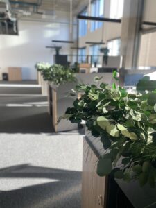 Taimekastid hooldusvabadest säilitatud taimedest