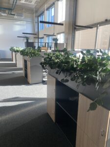 Taimekastid hooldusvabadest säilitatud taimedest