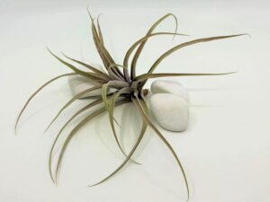 Õhulill Capitata Peach