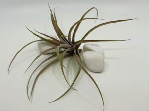 Tillandsia_capitata_peach